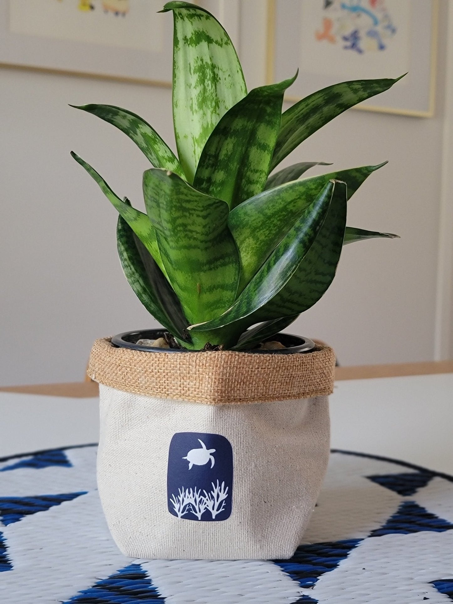 Plant Pot Cover-From my backyard-2