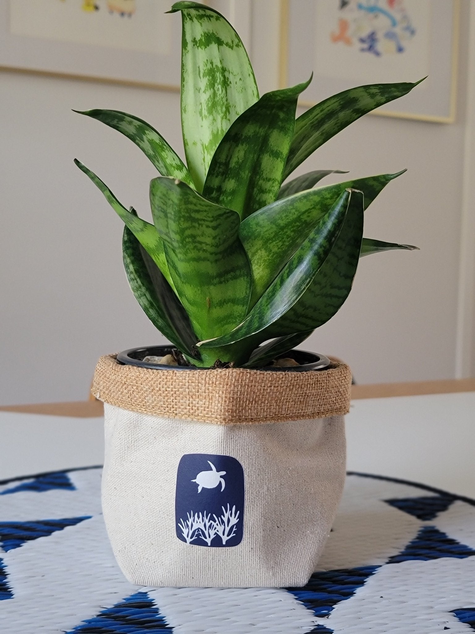 Plant Pot Cover-From my backyard-2