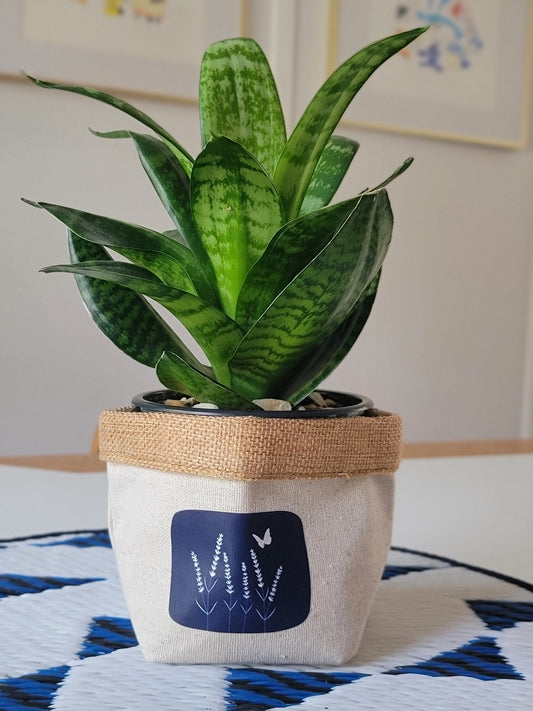 Plant Pot Cover-From my backyard-1