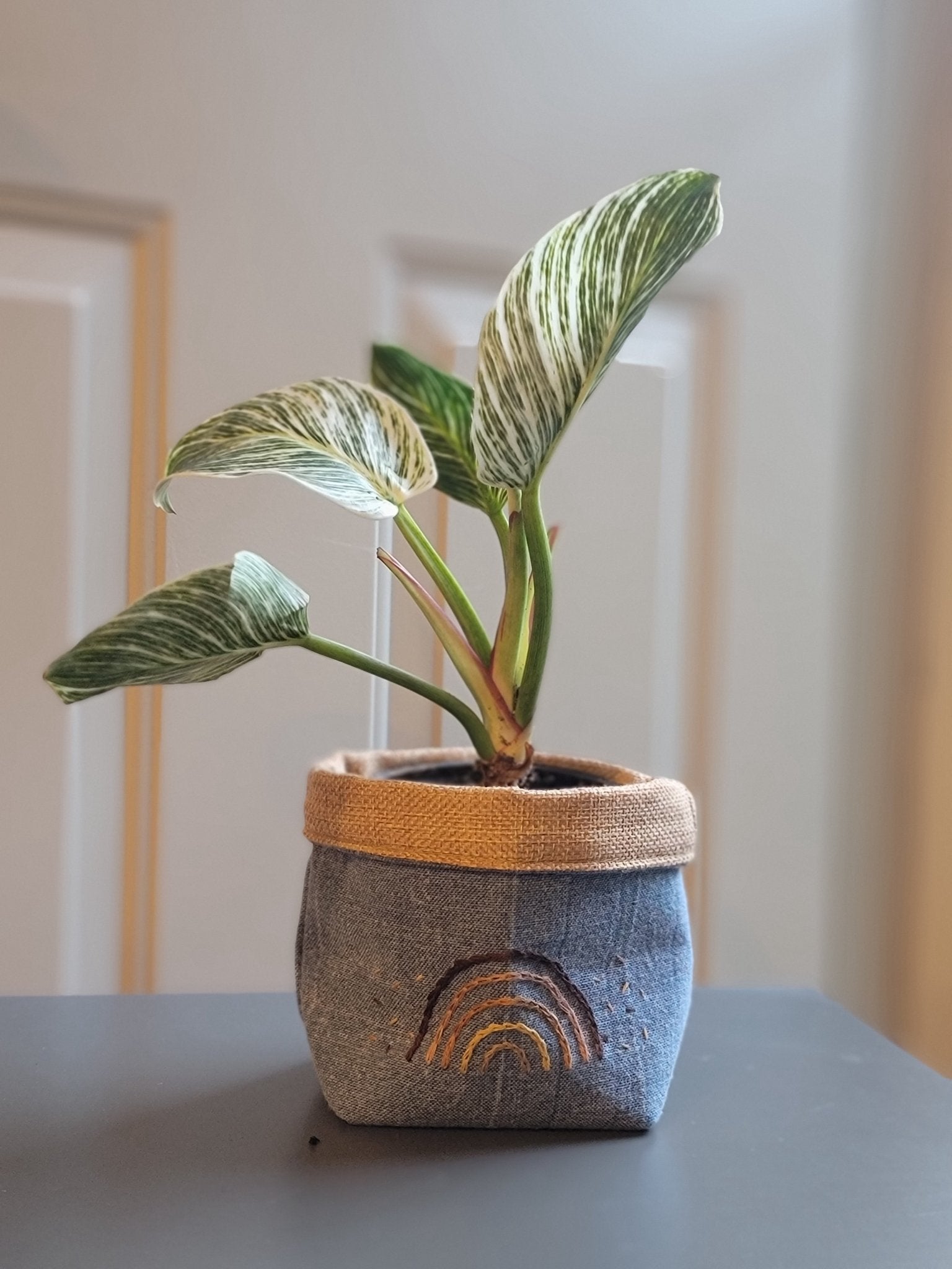 Plant Pot Cover-Rainbow and sprinkle-4