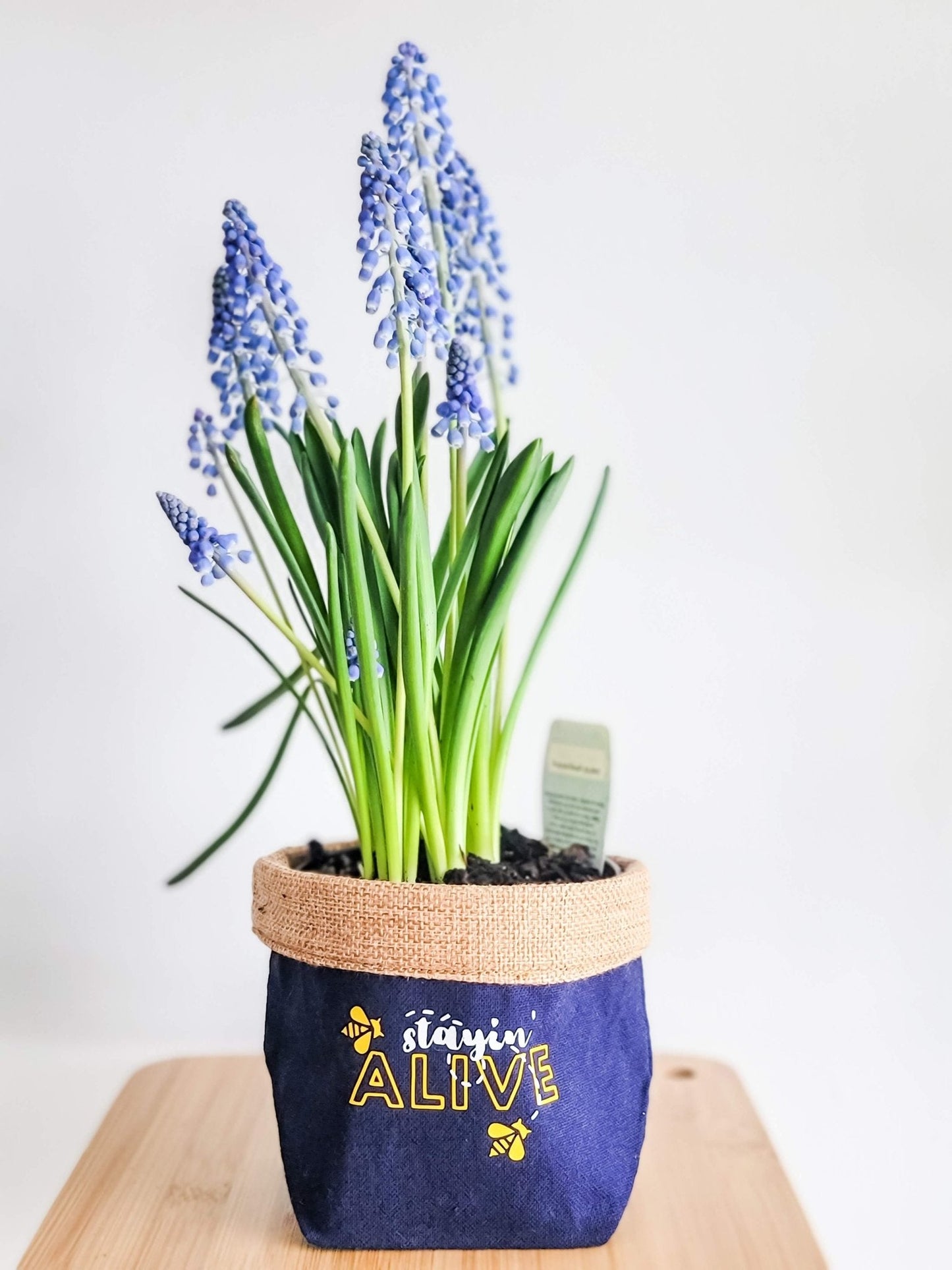 Plant Pot Cover-Stayin' alive-2
